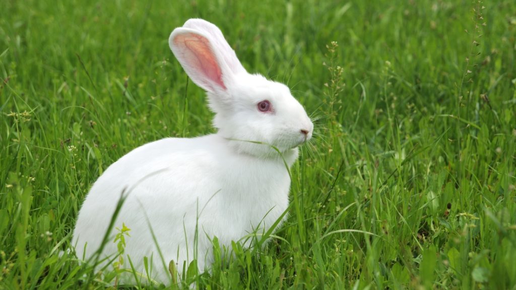 Safe Herbs for Rabbits: Top 10 Healthy Choices - Everbreed Safe Herbs for Rabbits: Top 10 Healthy Choices - Everbreed