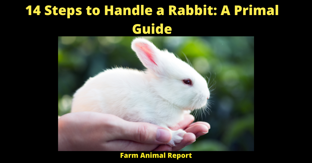 13 Steps To Handle A Rabbit **GENTILE**