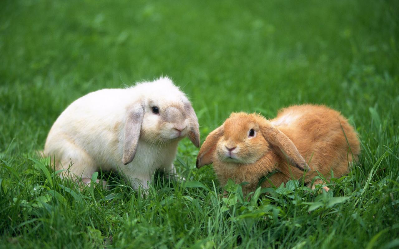 How Often Should You Breed Your Rabbits? - Everbreed