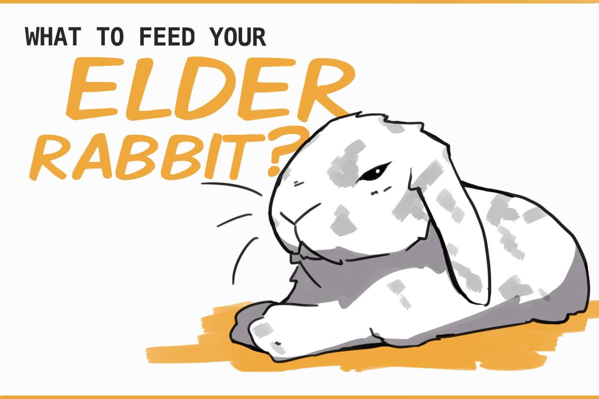 Senior rabbit food : r/Rabbits