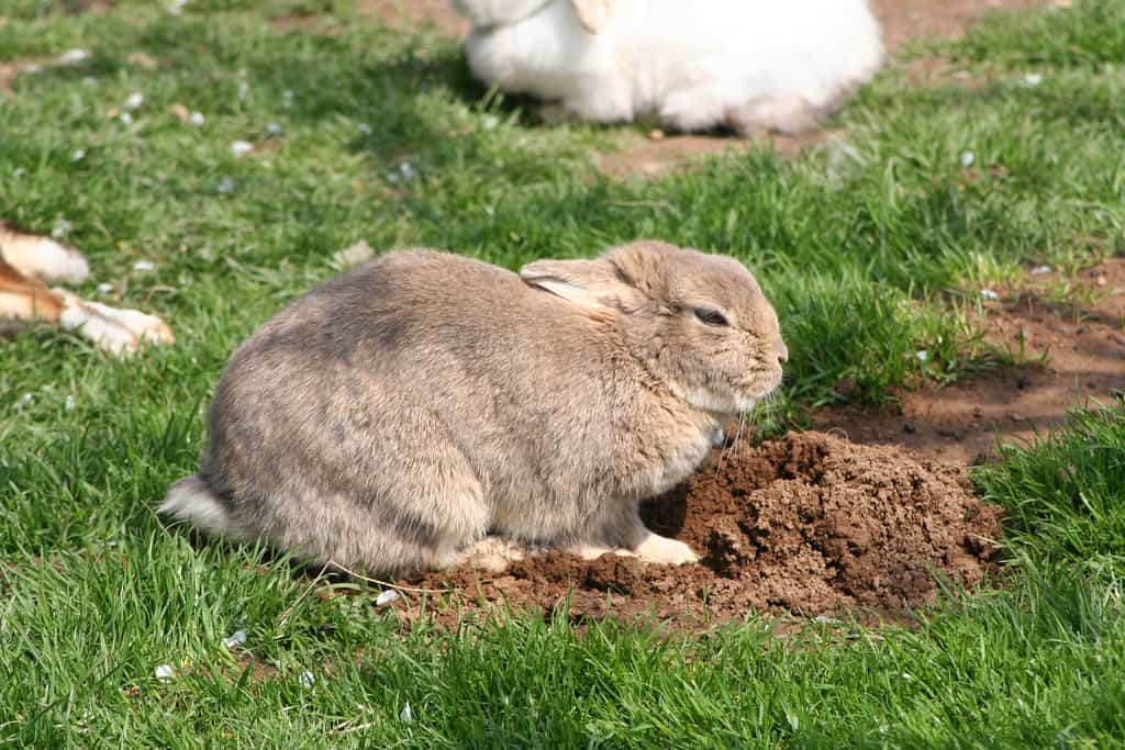 How Do Rabbits Protect Themselves From Predators? - Bunny Horde