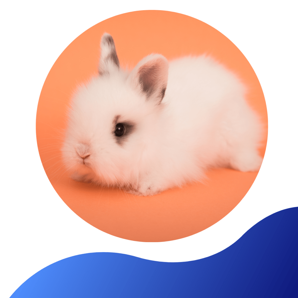 When Are Rabbit Vaccinations a Must For Your Pet?