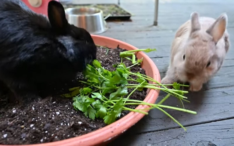 What Herbs Can Rabbits Safely Eat? - The Rabbit Hop What Herbs Can Rabbits Safely Eat? - The Rabbit Hop