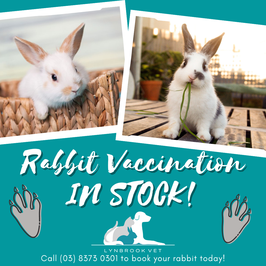 Is Your Rabbit Vaccinated for RHDV2? - Zooh Corner Rabbit Rescue