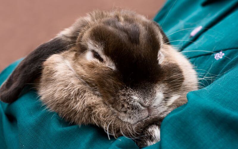 How to Bond With Your Rabbit? 6 Steps to Befriending Your Bunny ...