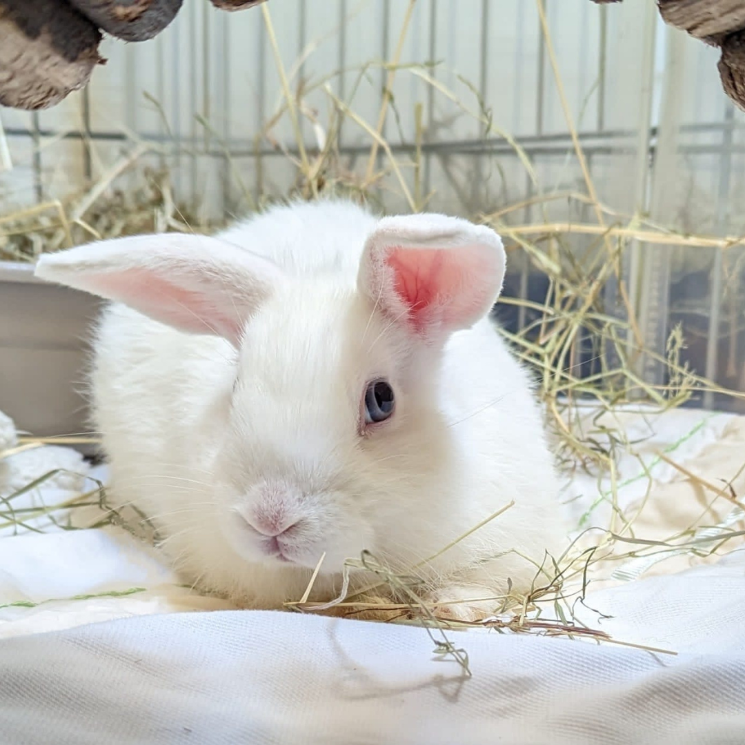 Spay or Neuter My Rabbit? Yes. 6 Reasons Why. | Small Pet Select ...