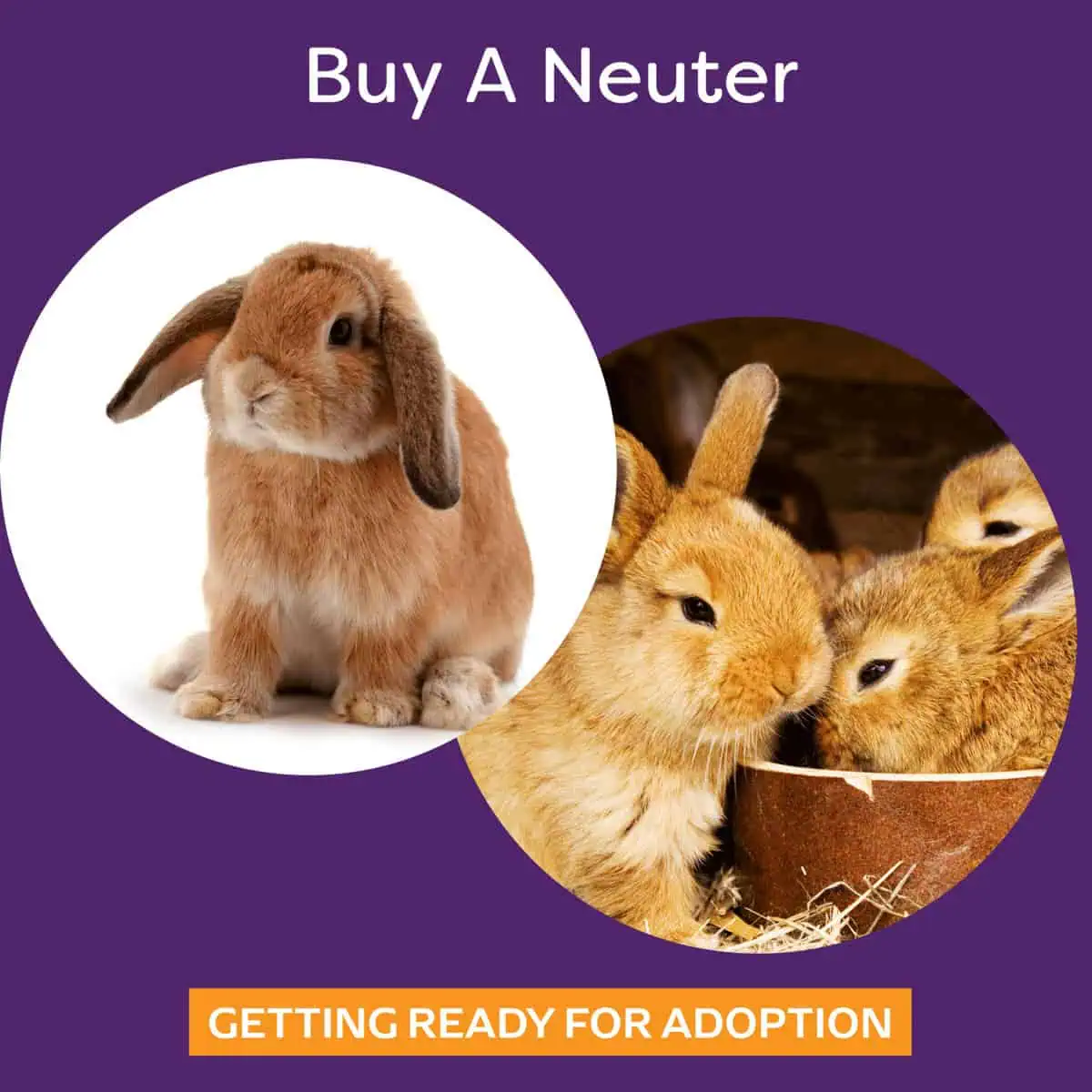 Why Spay/Neuter Your Rabbit? | BudgetBunny