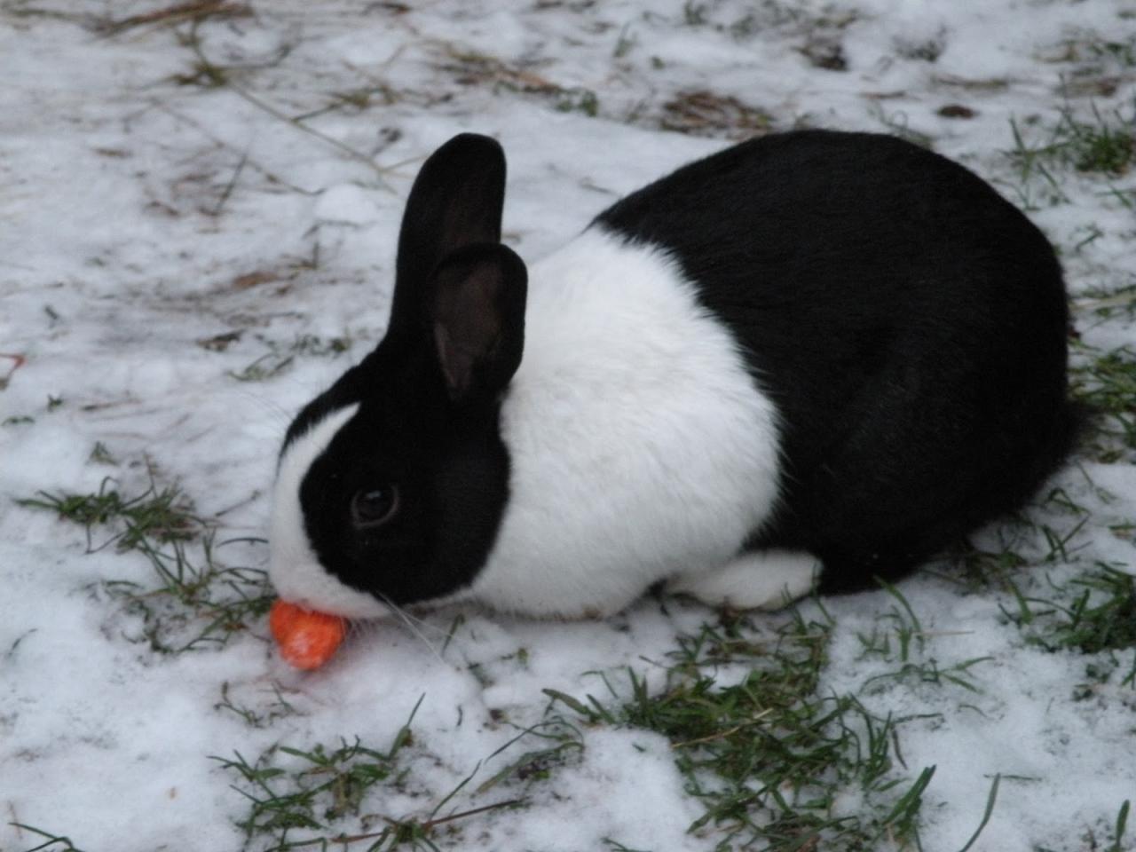 The Rabbits Blog: Vegetables For Your Rabbit