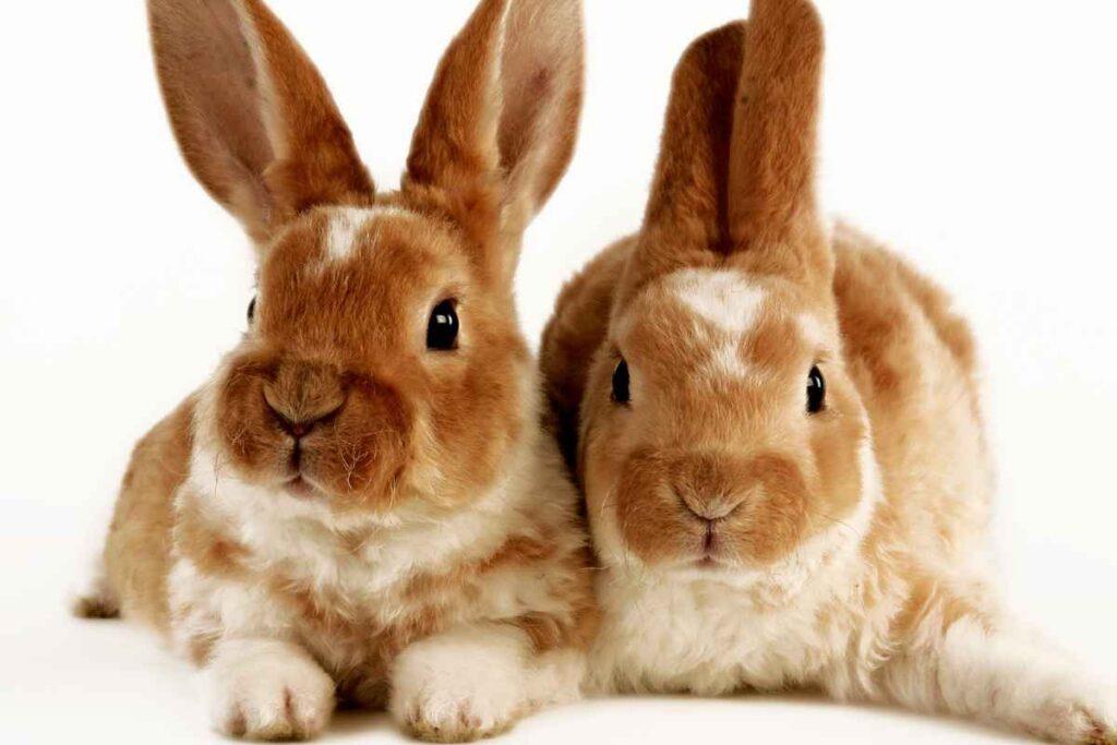 How to Introduce a New Rabbit to My Existing Rabbit – Urbaki Pets