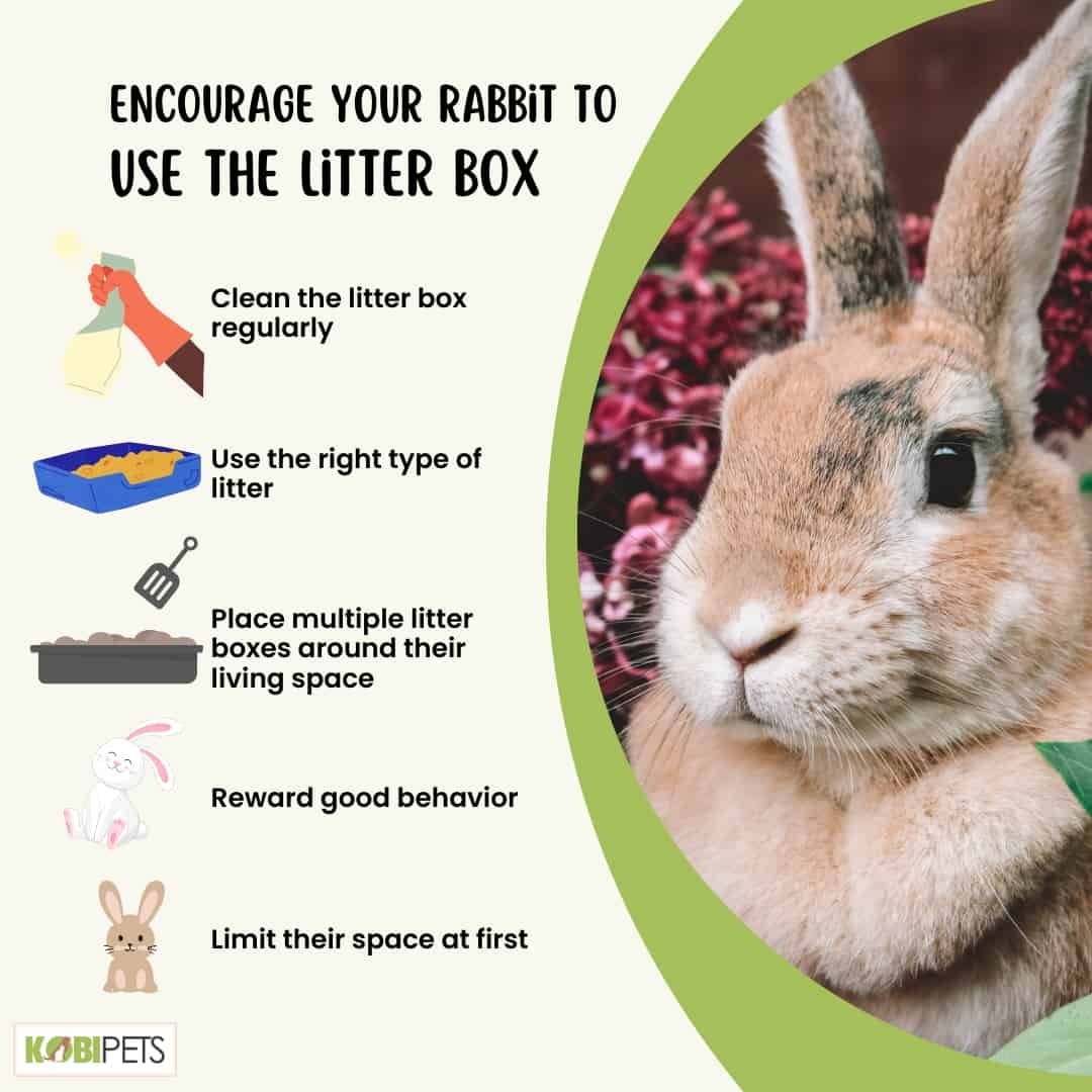 How to Litter Train a Rabbit - A Step by Step Guide [2023]