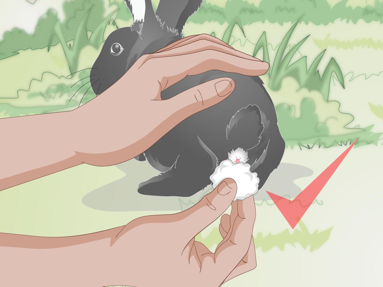 How to feed rabbits properly