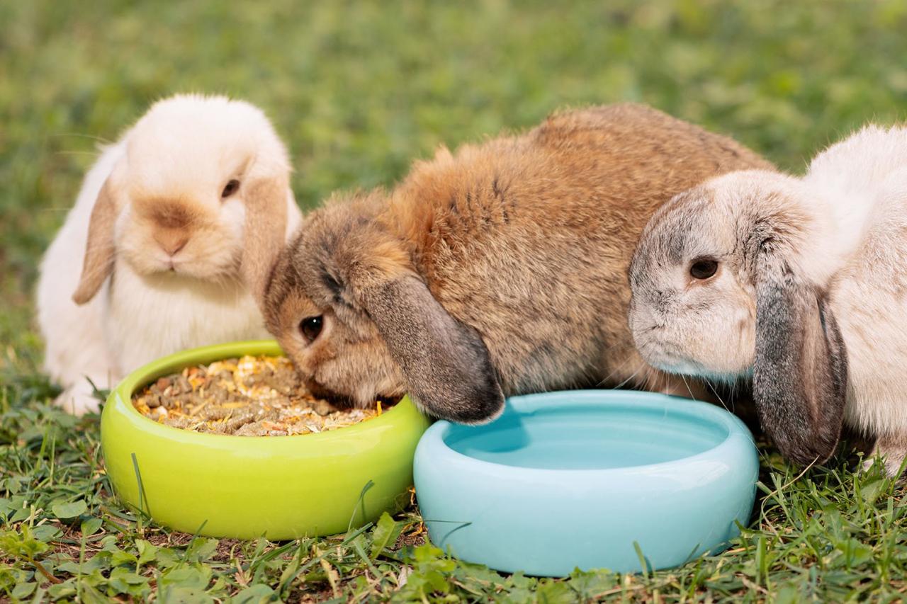 Herbs you should not feed your rabbit - Grandmasterglobal Blog Herbs you should not feed your rabbit - Grandmasterglobal Blog