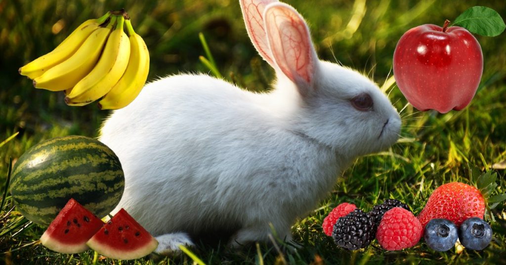 What Fruits Can Rabbits Eat?