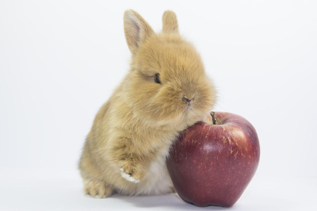 What Fruits Can Rabbits Eat Safely?