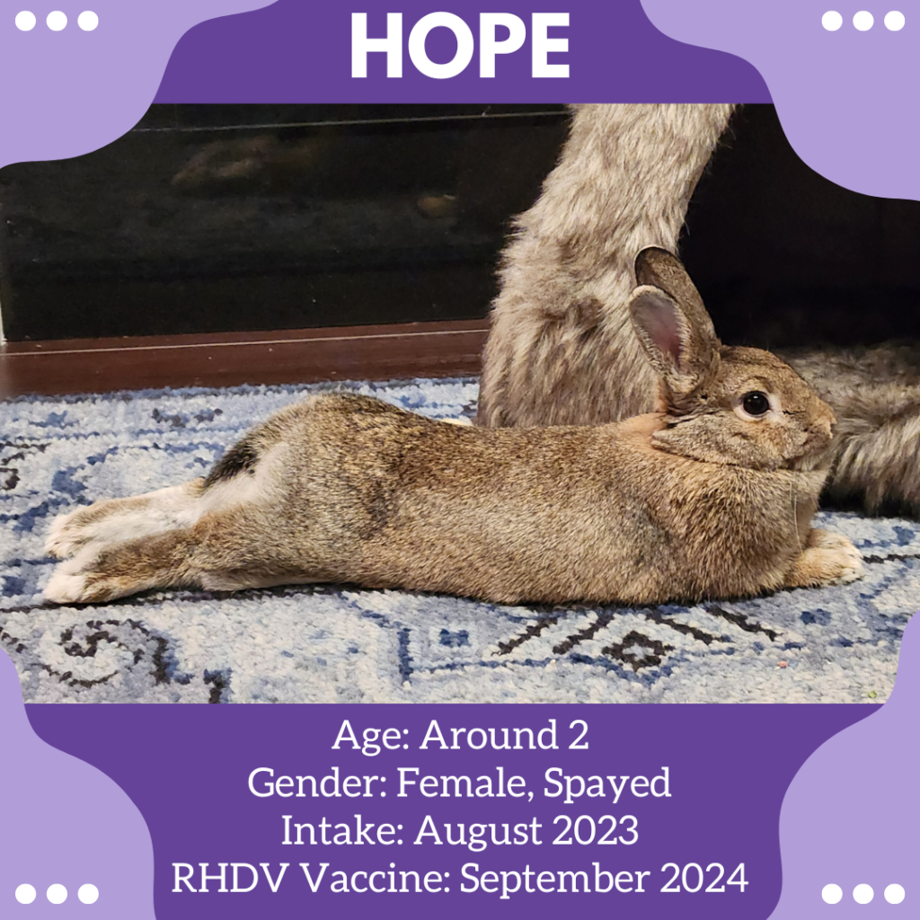 About Brambley Hedge Rabbit Rescue - Brambley Hedge Rabbit Rescue