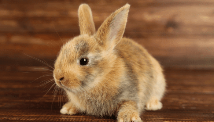 How To Tell If Rabbit Is Sick (or in Pain)? | Whyrabbits.Com