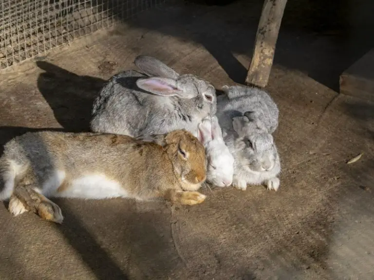 How to breed rabbits