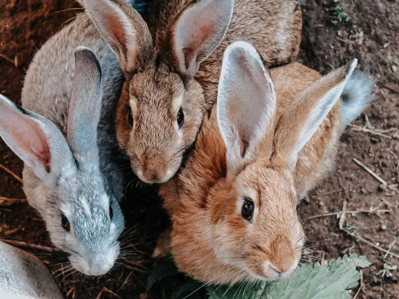 Can Male Rabbits Live Together? Expert Advice on Rabbit Socialization ...