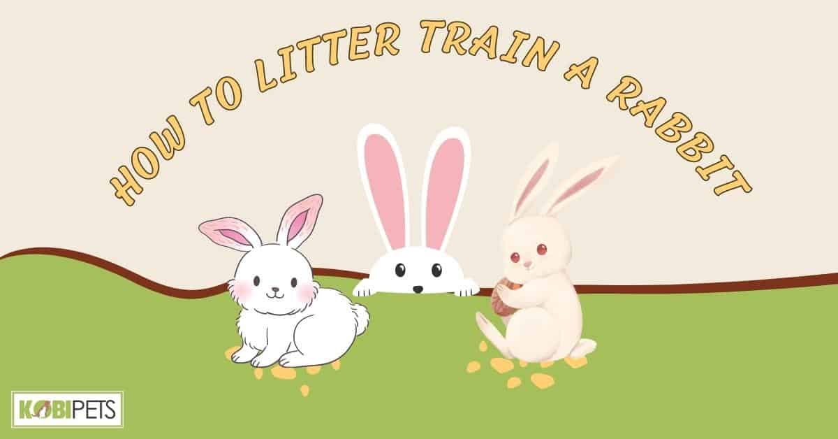 Litter Train a Rabbit: An Ultimate Guide - The Rabbit Hop Litter Train a Rabbit: An Ultimate Guide - The Rabbit Hop