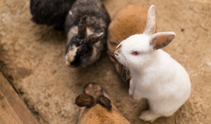 Treating Rabbits For Fleas — Tahoe Pet Station