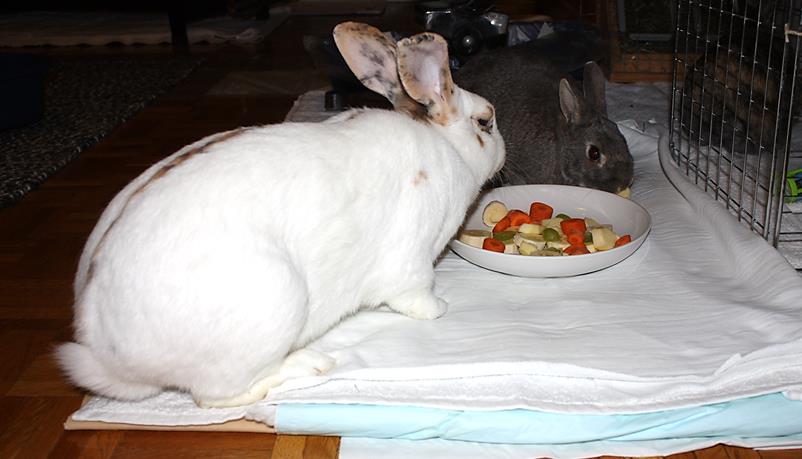 Keeping Your Bunny Trim: Top Tips to Prevent Rabbit Obesity - my-rabbit