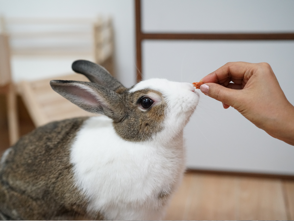The Impact of Treats on Your Rabbit's Health: What's Safe and What's Not