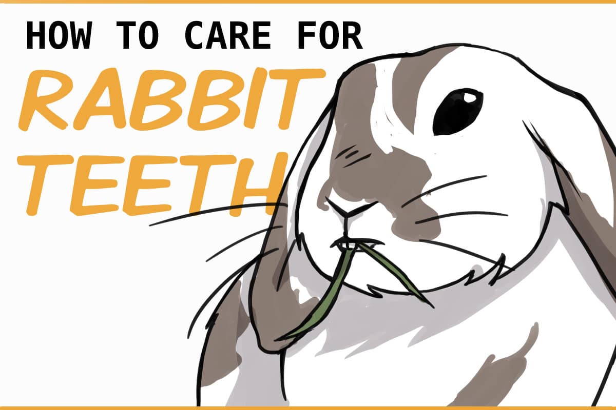 Dental Disease In Rabbits: Identification And Management