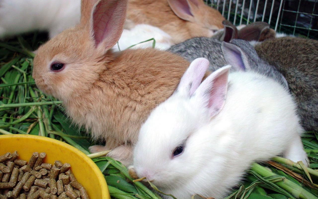Become a Rescue Rabbit Guardian - Ohio House Rabbit Rescue
