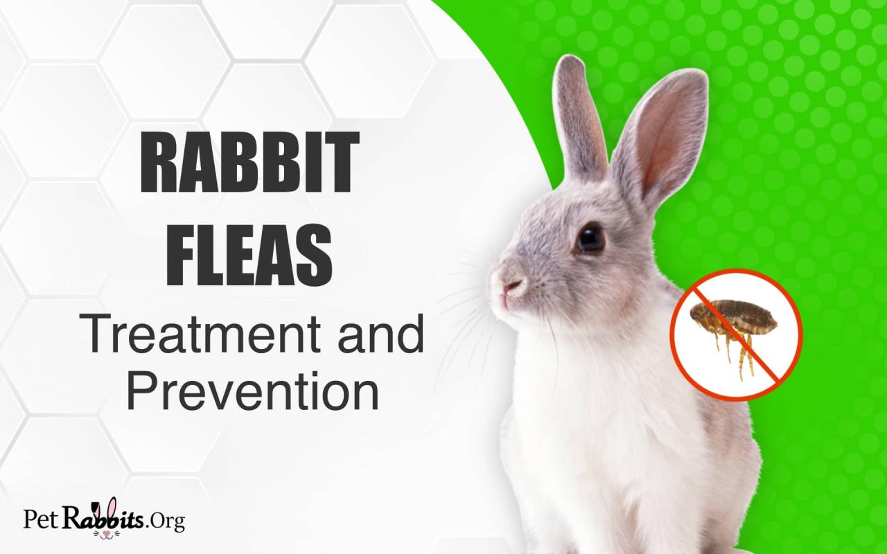 Rabbit Fleas: Treatment and Prevention - PetRabbits.org