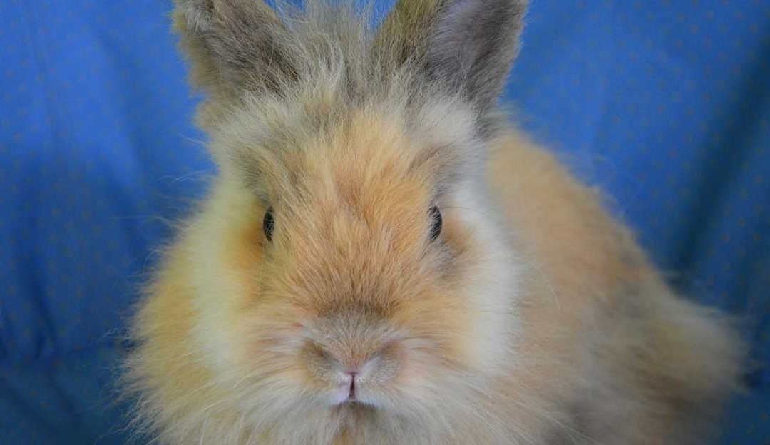 Rabbit Vaccinations - What Your Rabbit Needs you to Know - Veterinary Facts