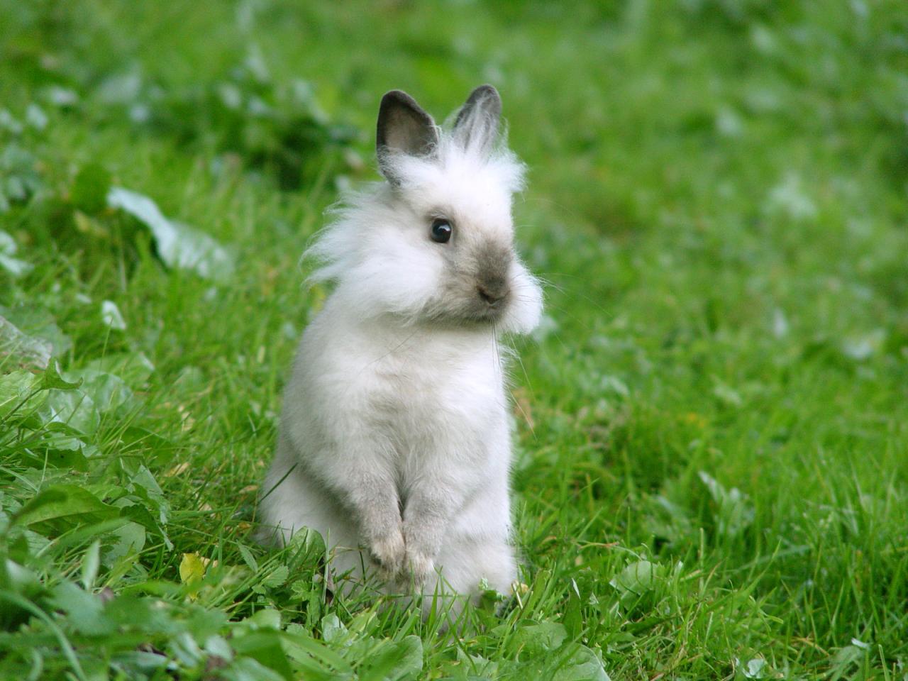 Rabbit Wallpapers | Fun Animals Wiki, Videos, Pictures, Stories