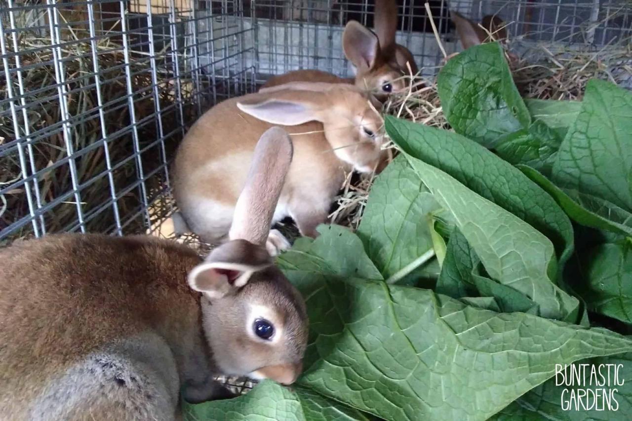 Herbs To Boost Immunity in Rabbits | Northwest Edible Life Herbs To Boost Immunity in Rabbits | Northwest Edible Life
