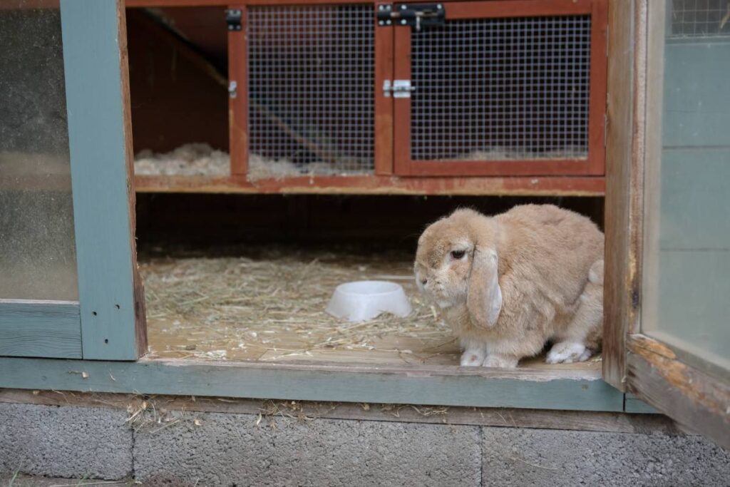 How To Know If Your Rabbit Is Sick: Quick Tips For Pet Owners ...