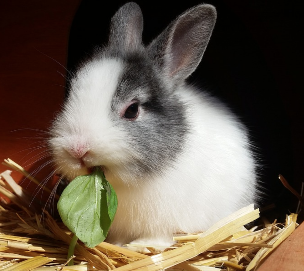 Should You Get Your Rabbit Spayed or Neutered?