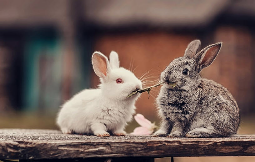 Spaying and Neutering Basics - Rabbit.org