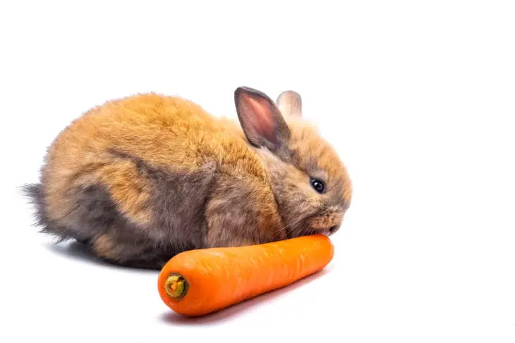 A Guide On The Fruits And Vegetables To Feed Rabbits - PetCosset