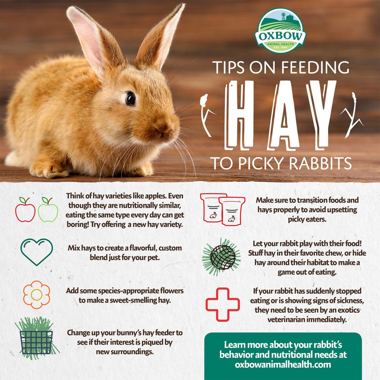 Tips on Feeding Hay to Picky Rabbits