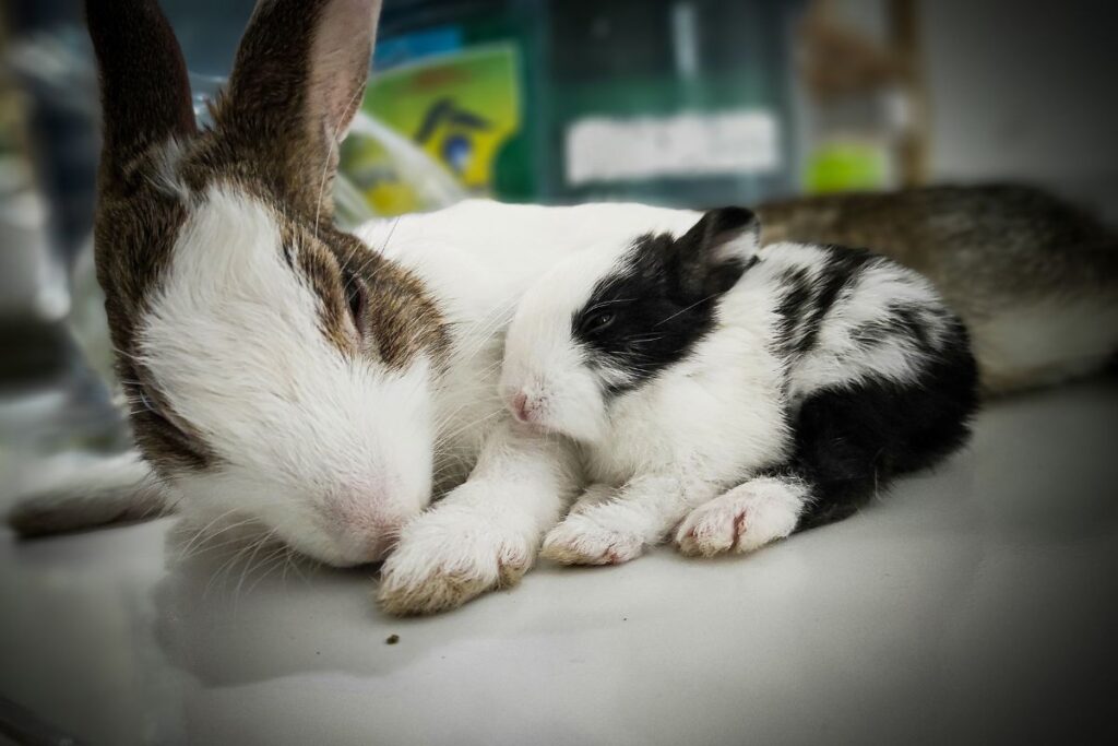 How To Tell If A Rabbit Is Pregnant? (Complete Information)