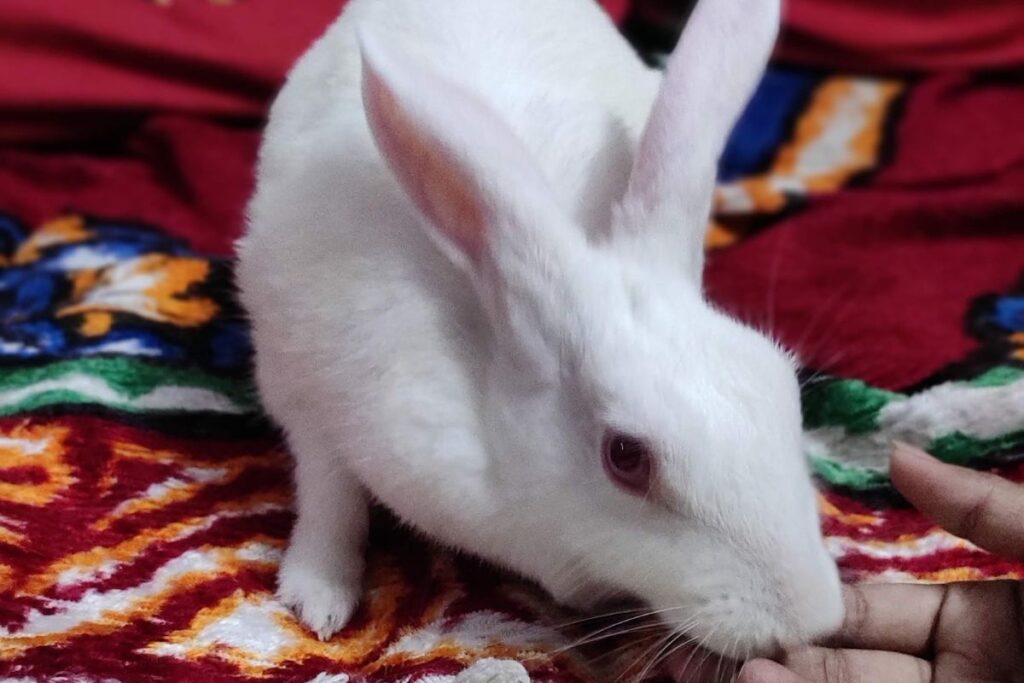 Should I neuter or spay my rabbit? | Cottontail Club