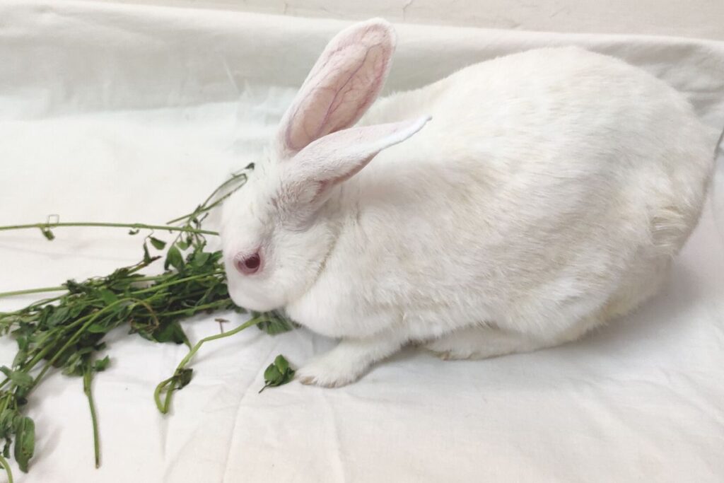 How To Introduce Vegetables To Rabbits? (All You Need To Know)