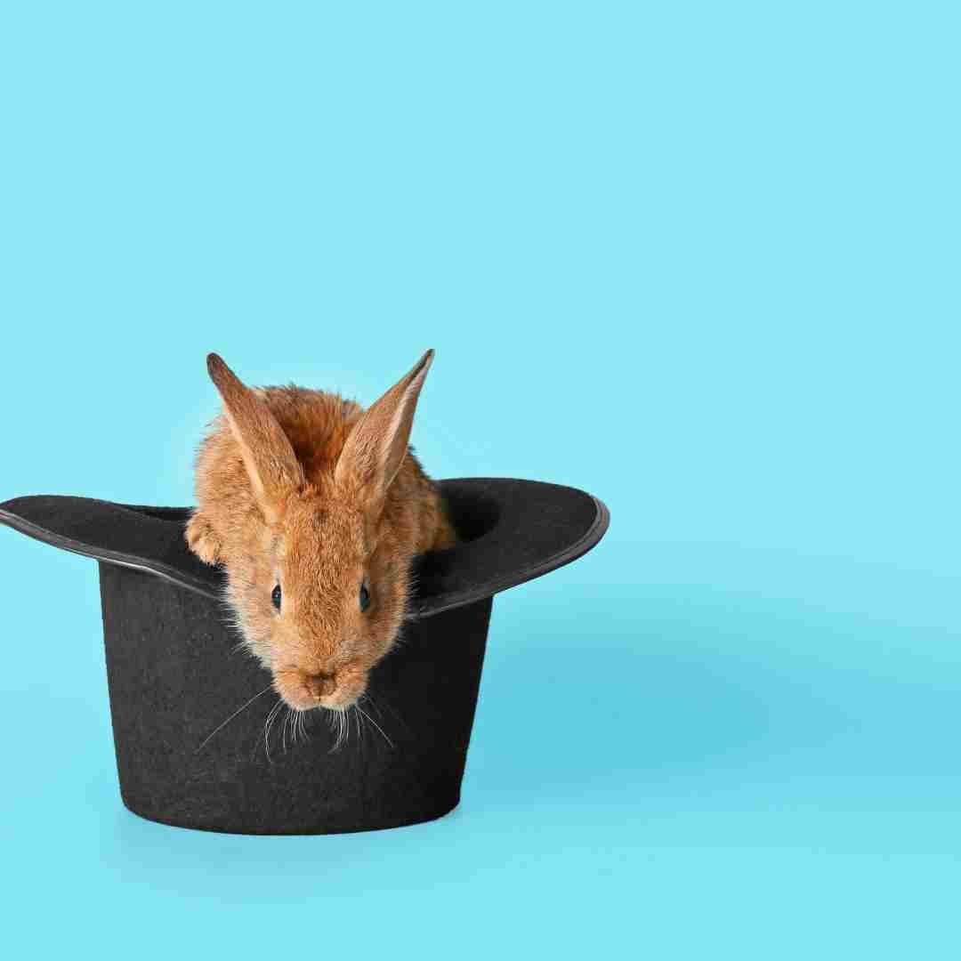 How to entertain a rabbit