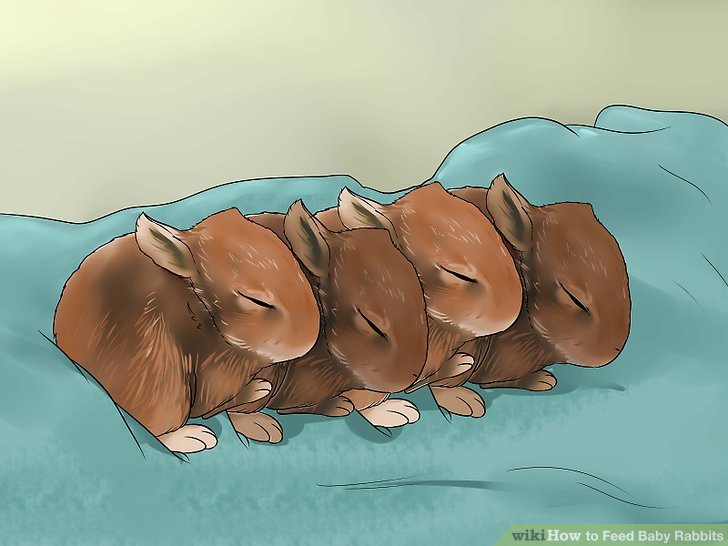 How to Feed Baby Rabbits: 11 Steps (with Pictures) - wikiHow