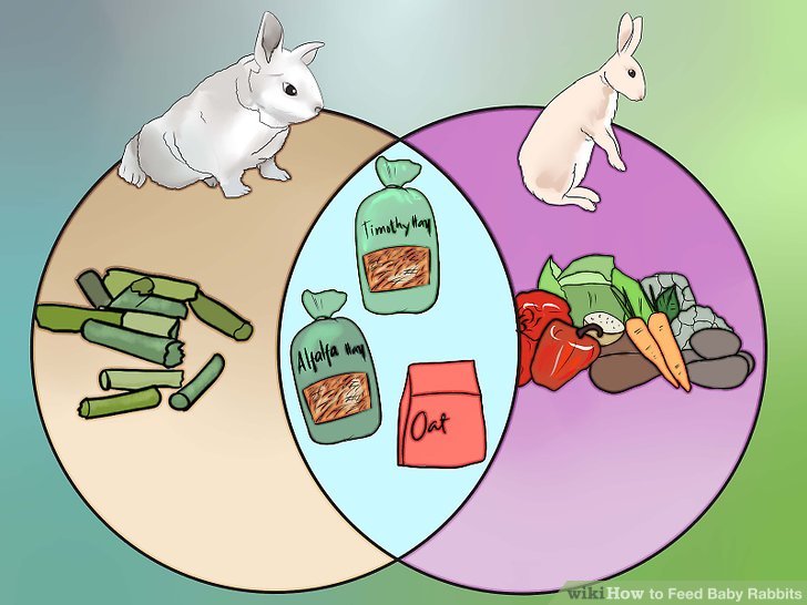 How to Feed Baby Rabbits: 11 Steps (with Pictures) - wikiHow