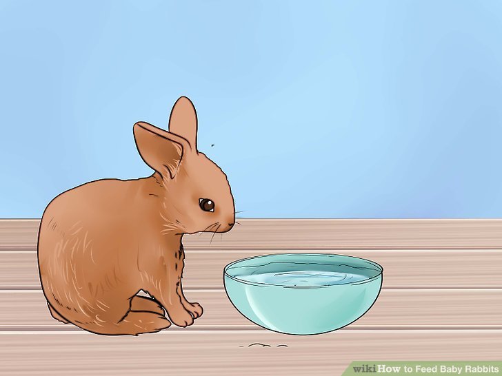 How to Feed Baby Rabbits: 11 Steps (with Pictures) - wikiHow