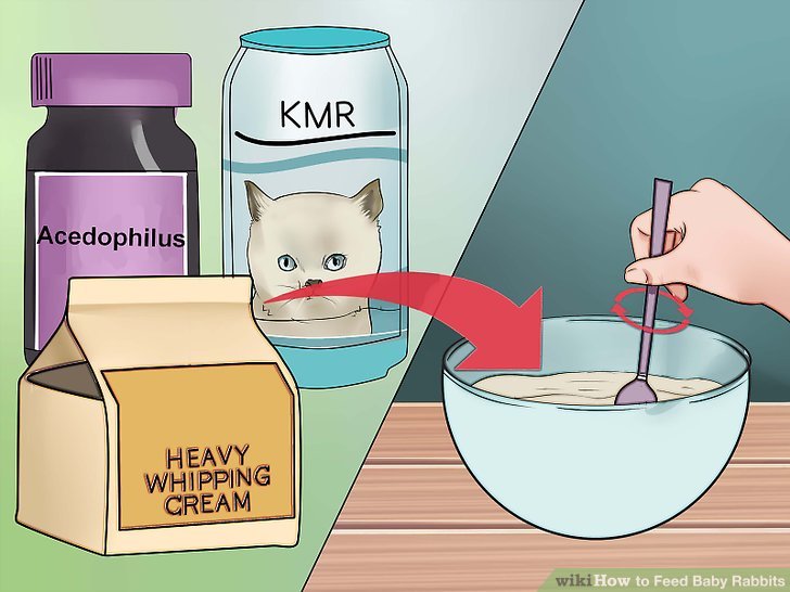 How to Feed Baby Rabbits: 11 Steps (with Pictures) - wikiHow