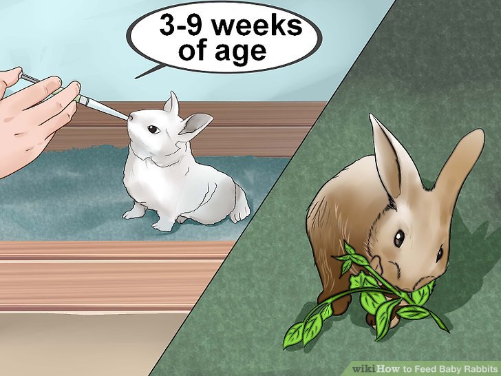 How to Feed Baby Rabbits: 11 Steps (with Pictures) - wikiHow