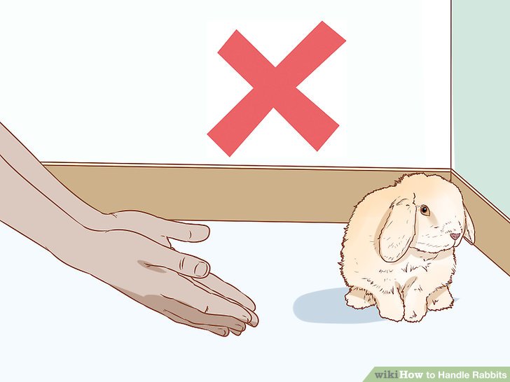 3 Ways to Handle Rabbits - wikiHow
