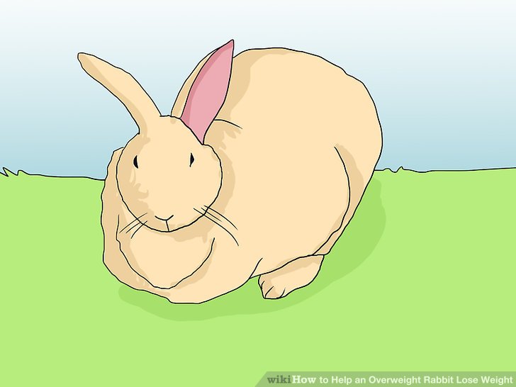 How to Help an Overweight Rabbit Lose Weight: 8 Steps
