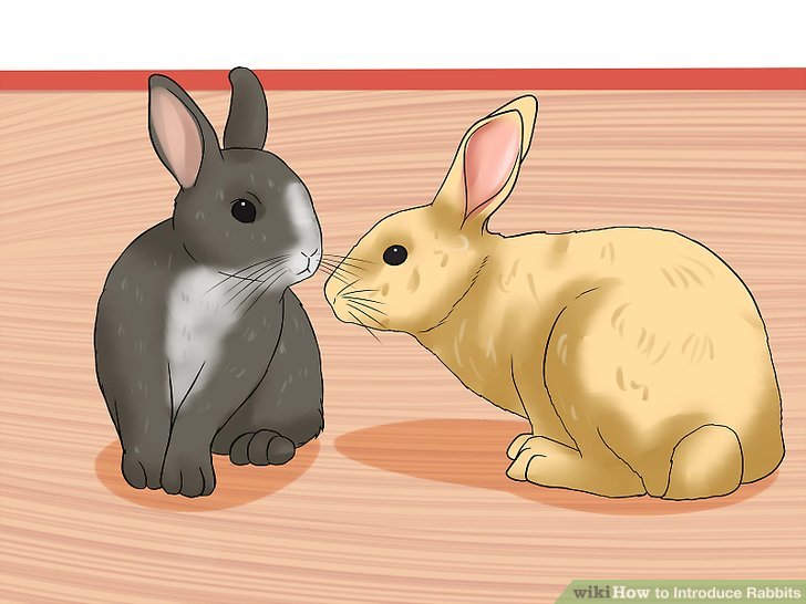 How to Introduce Rabbits: 11 Steps (with Pictures) - wikiHow Pet