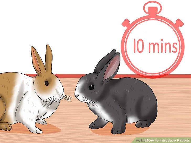 How to Introduce Rabbits: 11 Steps (with Pictures) - wikiHow Pet